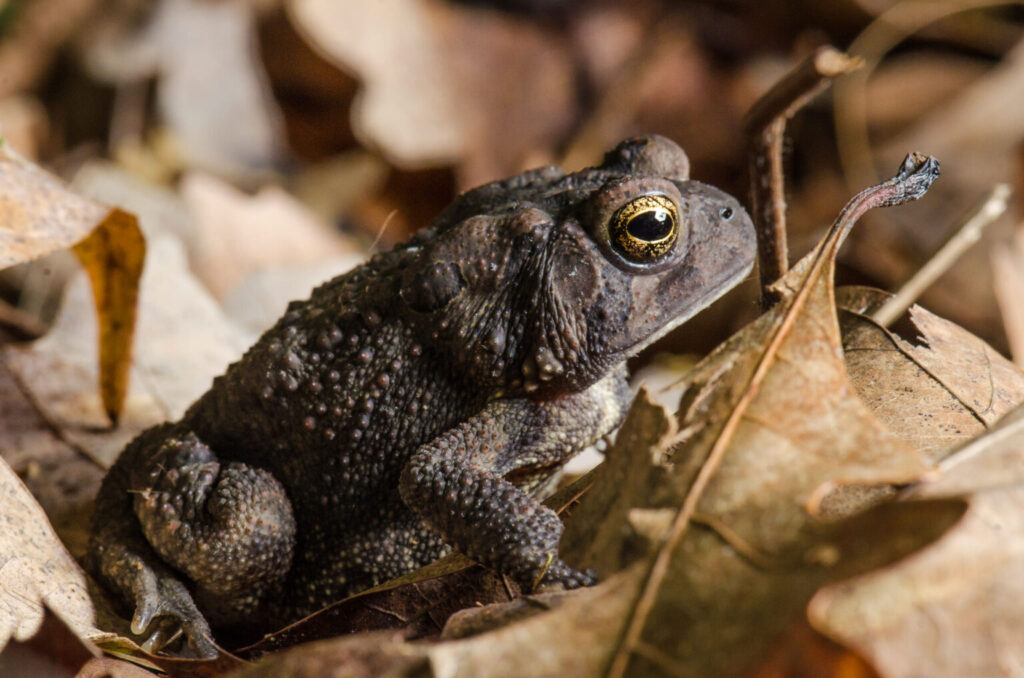 Brown Toad and Leaf 1536x1017 1