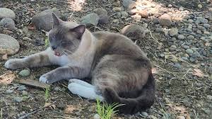 cat lost in Yellowstone